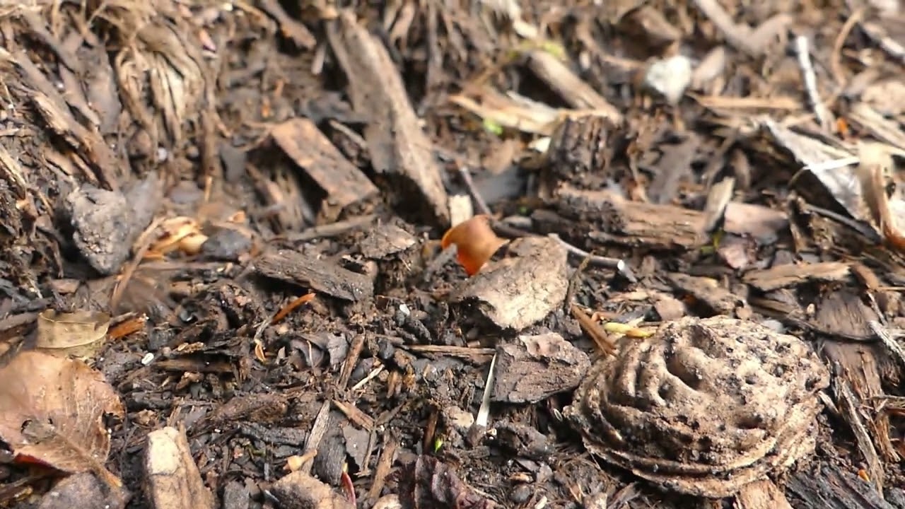 August 2023 Cubs and Kits video