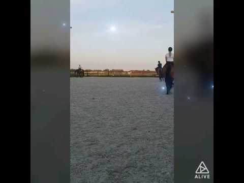 Sir Focus 07-17 (scandic)