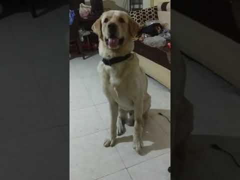 How Labrador Retriever asks for power bite to his owner 😂❤️ (Animals are love)