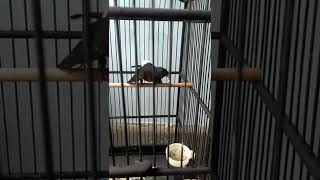 Download lagu MURAI BETINA MEMANGGIL JANTAN SAMBIL NGLEPER #short #muraibetinagacor mp3