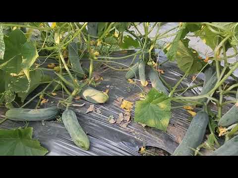 Ruchita khira high elds production variety cucumber 🥒🥒🥒#viral#cucumber farming 🧺🥒🥒🥒🥒🥒