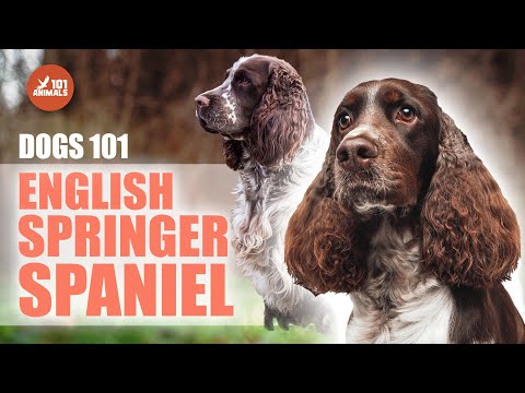 Discover The English SPRINGER SPANIEL - Dog Breed 101 Video