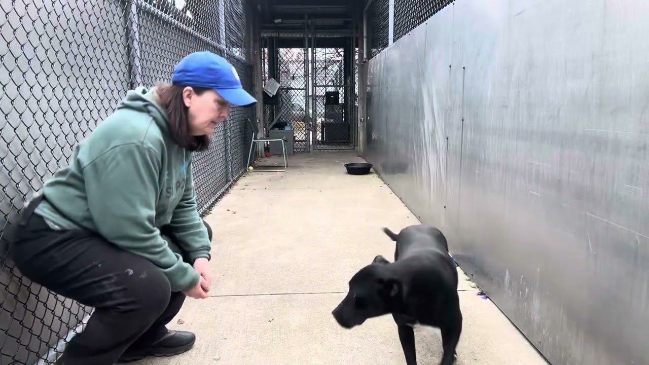 Enlarge Geraldine, a ADOPTABLE mixed breed in Chicago, IL video 5/5
