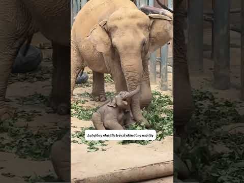 Có ai thấy mê mấy ẻm như mình không ạ #shortvideo #funny #dongvat #foryou #cute #haihuoc #pets #hay
