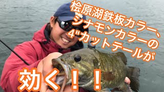 冨沢真樹 撮影　桧原湖鉄板のシナモンカラーの4"カットテールが効く‼️