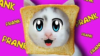 РОЗЫГРЫШ НАД КОТАМИ! СМЕШНОЙ КОТ МАЛЫШ И КОШЕЧКА МУРКА ! ПРИКОЛЫ С КОТАМИ! ОЧЕНЬ СМЕШНОЙ ПРИКОЛ
