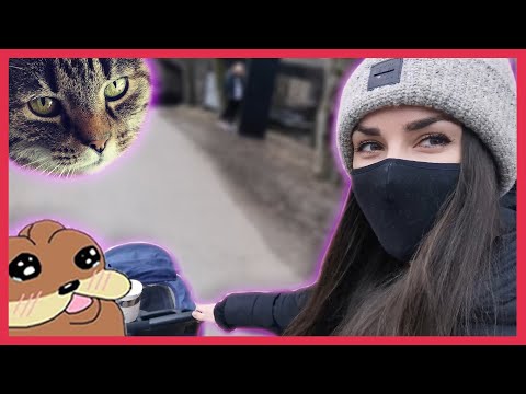 Taking My Cat For a Walk in Her Stroller