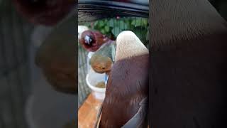 Download lagu pancingan emprit kaji original mp3 Download lagu pancingan emprit kaji original mp3