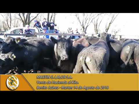 14-08-18 Venta de Hacienda al Kilo - Martin G. Lalor S.A. - B. Juarez.