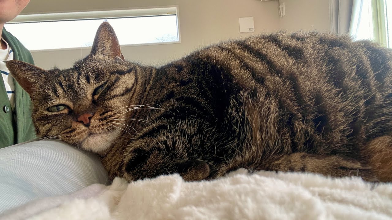 実家で一人暮らしをしていた老猫（ミコ）が乾燥対策したらこうなった...