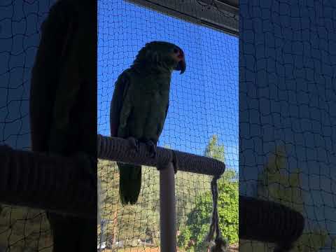 Sofia laulab 5. juuni 2024