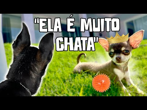 Semana 2 de Convivência e Adaptação da POLENTA pelo OLHAR DO ZORRO!