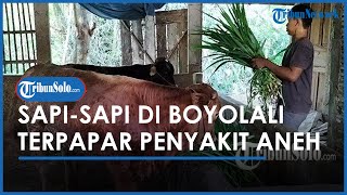 Berita Solo Hari Ini: Sejumlah Sapi di Boyolali Terpapar Penyakit Aneh, Tubuh Dipenuhi Benjolan