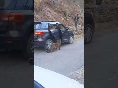 Leopard in Public - Dangerous Wild Animal - Himachal - India