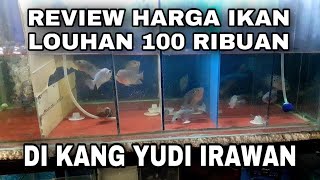 Download lagu BELI IKAN  LOUHAN CENCU ,  SRM , KAMFA , SRD HARGA 100 RIBUAN DI TOKO IKAN HIAS KANG YUDI IRAWAN mp3