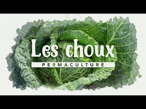 , title : 'Tout savoir sur la culture des choux!!!          #permaculture'