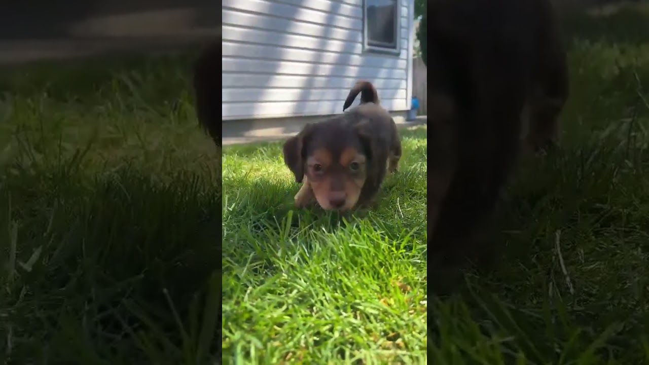 Maverick, an adopted mixed breed in Nanaimo , BC video 5/5