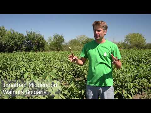 Walnuts Bulgaria - Who we are. Growing organic grafted walnut trees for high walnut yields.