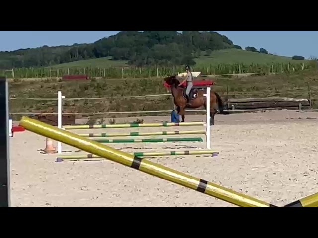 Nikita de Molion, Jument, 3 ans, Bai; SF, toise 1. 70
