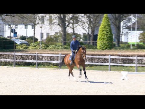 Die Verbandshengste im Training - Barcley
