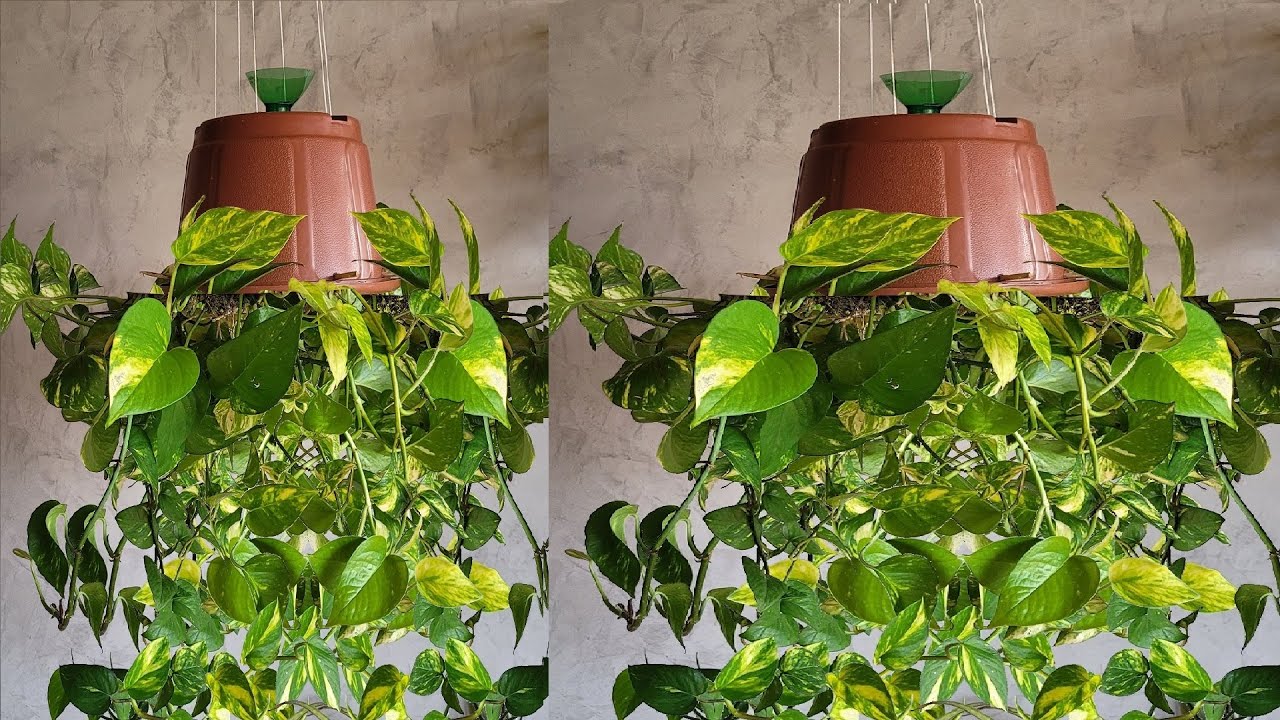 Watch Now Planta pendurada invertida deixa sua casa linda e sofisticada! Planta pendurada invertida deixa sua casa linda e sofisticada!