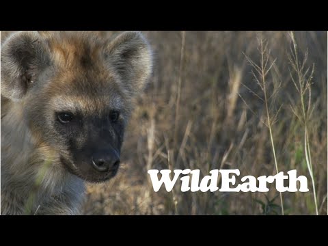 Do Hyena Cubs Teeth?