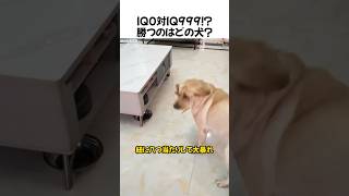 IQ0対IQ999！？勝つのはどの犬？#犬#面白動画#天才犬#ドッキリ#知能テスト#犬のいる暮らし#かわいい犬