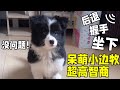2个月的小边牧就有超高智商了？主人让干啥就干啥，太机灵了！｜西卡船长