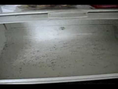 ANTS on a Plane! Ants EVERYWHERE!