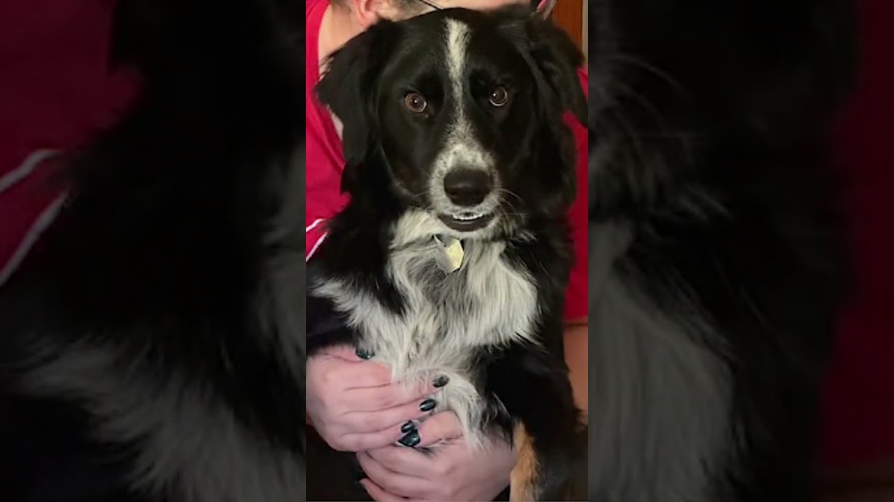 Enlarge Millie, a Adoptable mixed breed in Vancouver, WA video 6/6