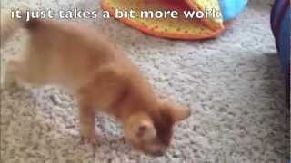 Two Sweet Kittens with Cerebellar Hypoplasia