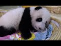 Raising An Abandoned Baby Panda Panda Babies BBC Earth
