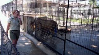 Turpentine Creek Wildlife Refuge - Thor - African Lion unhappy at bath time! 1