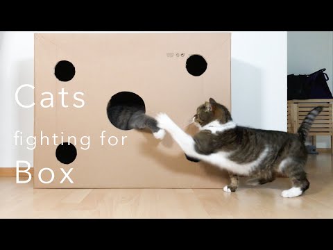 WHY DO CATS LOVE CARDBOARD BOXES? - Here's the reason! [fighting and playing]