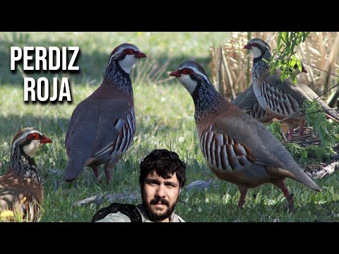 Red-legged Partridge 4K — French Partridge