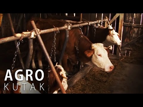 Agro Kutak 40 - Stočarstvo u Gornjoj Tuzli