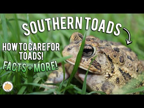 download lagu mp3 mp4 Southern Toad, download lagu Southern Toad gratis, unduh video klip Southern Toad