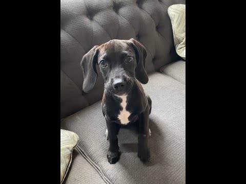 Lucy, an adopted Black Labrador Retriever & Hound Mix in Cincinnati, OH_image-1