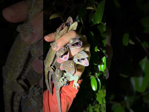 I got yoinked #snake#youtube#viral#wildlife#animals#alligator#everglades#crocodile#crazy