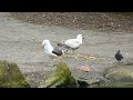 Herring Gulls At Local Park