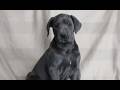Great Dane dogs for sale: Bella  - Video 1