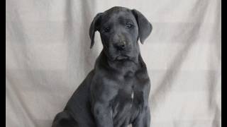 Video preview image #1 Great Dane Puppy For Sale in BROGUE, PA, USA