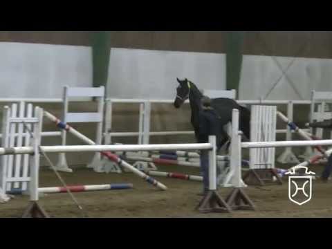 Holsteiner Stute von Cormint - Lorentin I - Athlet Z - Liguster