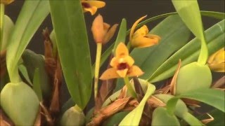 Maxillaria variabilis