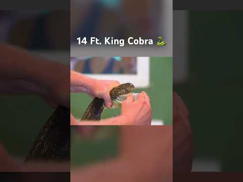 Extracting venom from a 14 ft Long King Cobra 🐍 #snake #cobra #venomous #kingcobra #reptiles #cool