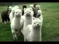 DEATH METAL ALPACAS