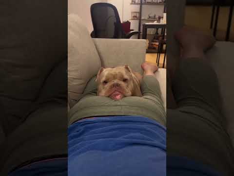 This Dog Got Offended by Its Owner❗🤣 #shorts #shortvideo