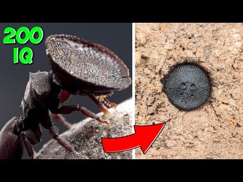 Caçadores Nível Deus. 10 Insetos Predadores com Engenhosas Habilidades de Caça