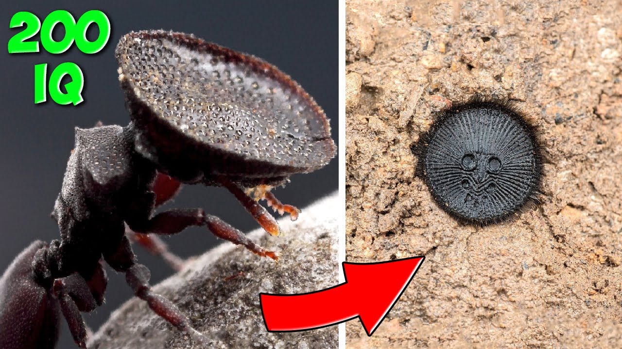 Caçadores Nível Deus. 10 Insetos Predadores com Engenhosas Habilidades de Caça