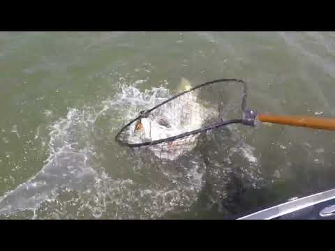 Net Fail with Big Musky